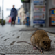 Illustration for article titled New York City rats have gone back to restaurants, too